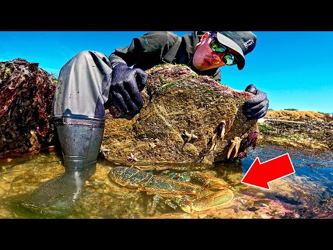 Une créature GÉANTE inattendue se cache sous ces rochers !! ( Pêche à pied Ft@bardecume )