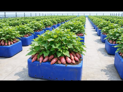 High Yield Sweet Potato Harvest Using Simple Container Gardening