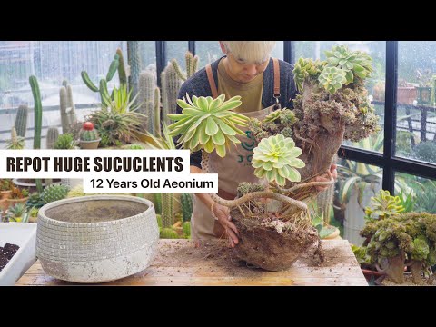 Repot HUGE Succulents - How to Repot 12 Years Old Bonsai Aeonium Sunburst ☀️🌻// Joy Garden