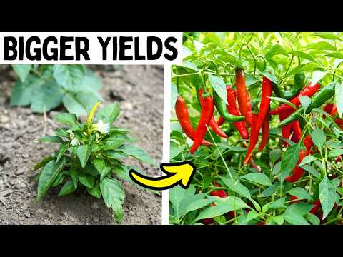 How To Get Bigger Pepper Harvests