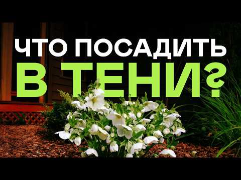 23 Кустарника Для Самых Тёмных Уголков Сада