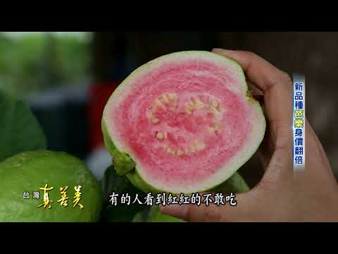 2017.09.10【台灣真善美】新品種"芭樂"身價翻倍