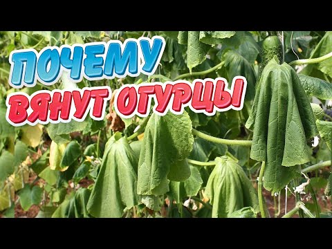 Почему вянут огурцы?