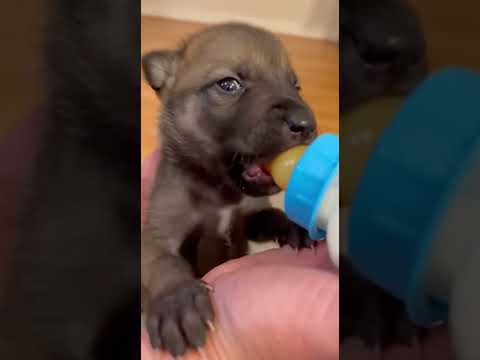 A pitiful wolf pup was found by the roadside #animals