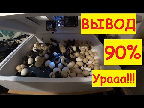 ИНКУБАТОР НЕСУШКА С ВЕНТИЛЯТОРАМИ - ВЫВОД 90%!