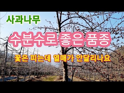 Good apple tree varieties for pollination/blooming but no apples?