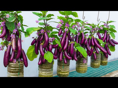 Secret Tips for Growing Eggplant in Plastic Bottles  Easy DIY Gardening
