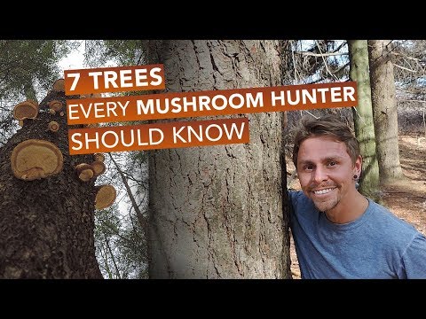 7 Trees Every Mushroom Hunter Should Know