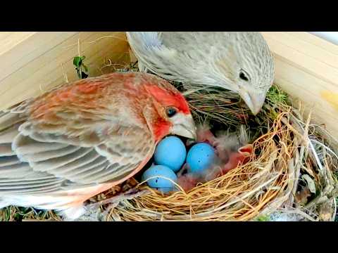 Tiny Birds Took Over My Porch - Baby House Finches!