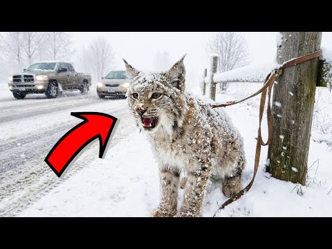 Рысь БРОСИЛИ на трассе в метель. Но один водитель НЕ ПРОЕХАЛ мимо!