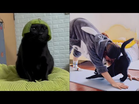 The Funniest and Cutest Cats Ever!