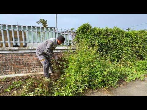 Overgrown Hedges Are a Frustration - We're Here to Help Them Clean Up