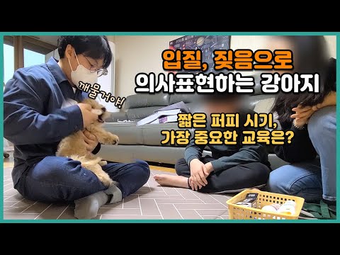 Is my puppy constantly biting and barking because of teeth grinding or because he's still young? ...