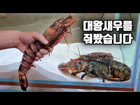 대왕랍스터에게 거대한 킹타이거새우를 주면 벌어지는일?? 드디어 입을 열었네요!!