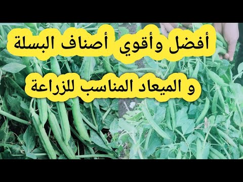 أفضل و أقوي أصناف البسلة و الميعاد المناسب لزراعة البازلاء