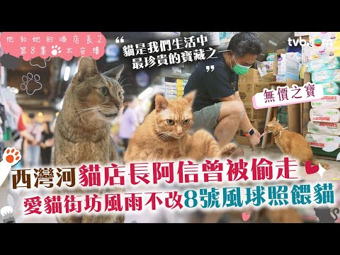 #他和她的喵店長2|太安樓貓店長阿信曾被偷走!愛貓街坊風雨不改8號波照餵貓|#炎明熹 聲音導航