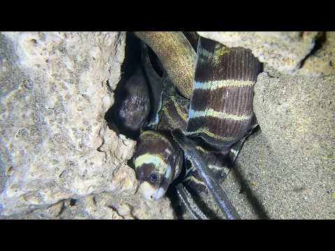 Diving under the sea to catch eels, crabs and sea cucumbers | Part 170