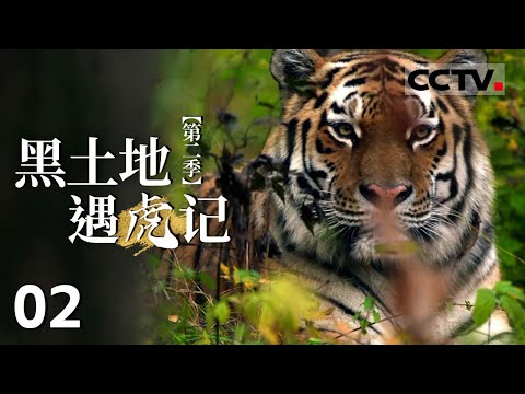 《黑土地遇虎记》第二季 02 东北黑土地上的森林被保护了起来 没有了人类打扰 野生动物越来越多【CCTV纪录】