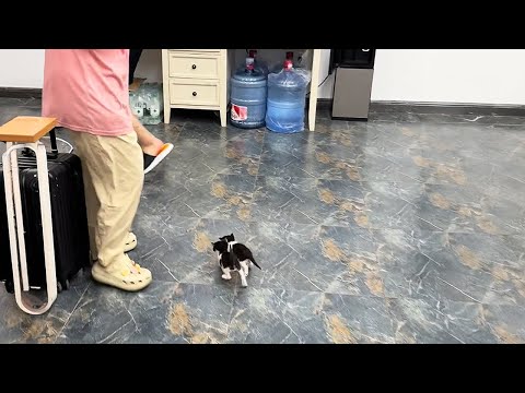 A Colleague Found Two Kittens, and the Whole Office Decided to Adopt Them!