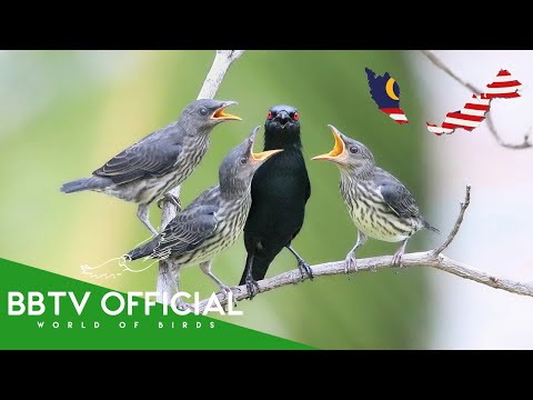 Birds Of Malaysia | Most Beautiful Birds Found in Malaysia You've Never Seen | BBTV Official