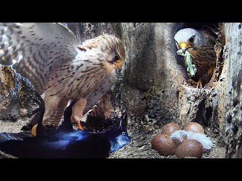 Kestrels Unite to Win War Against Jackdaws | Apollo & Athena | Robert E Fuller