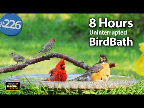 😻 Relaxing Bird Bath, 8 Hours of Birds 🐦 Splashing Water Sounds Uninterrupted CatTV @LensMyth
