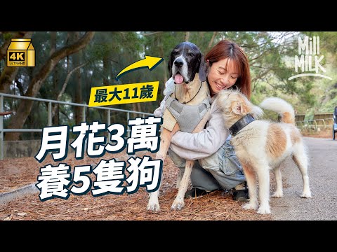 #MM｜每月花過3萬養5隻狗 試過為醫狗戶口得翻幾百蚊 1萬蚊成本創業 一腳踢製作、包裝、推廣 兩年後成功到超市上架 11歲老犬突患重病 每日幫反身、餵藥貼身照顧｜#700萬種生活 #4K