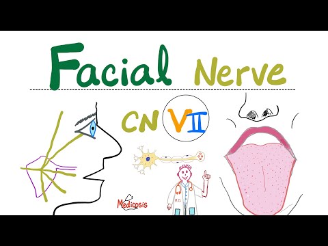 Facial Nerve - 7th Cranial Nerve 7 (CN VII), Chorda tympani, Submandibular Ganglion - Neuroanatomy