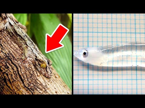 Invisible Animals in the World That Surprise Scientists