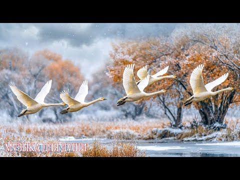 Красивая Мелодия До Слез! Сборник Лучших Мелодий От Которых Мурашки По Телу#winter#музыка#relax