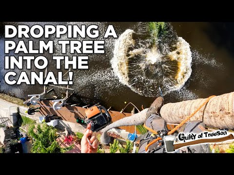 Splish Splash This Top Took a Bath! | Dropping a Palm Tree in the Canal!