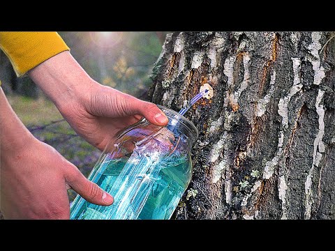 СКІЛЬКИ СОКУ В ОДНІЙ БЕРЕЗІ?!