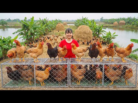 TIMELASE -- GIANT CHICKENS & EGGS - Harvesting to Market SELL | My Busy Farm Life