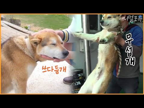 [동물다큐 풀버전] 쓰담어주시개..무섭개..세상에서 제일 착한 개 '복돌이'｜바보 복돌이 KBS 방송