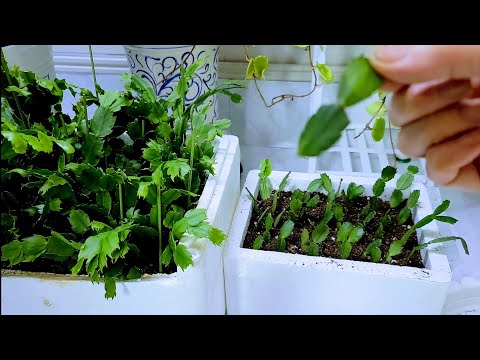 게발선인장 잎을 따서 삼목 했는데 폭풍성장 비법 공개해요