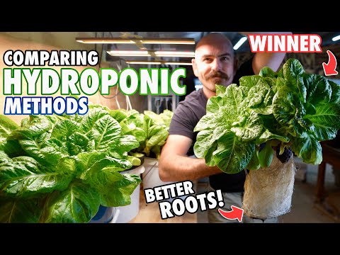Deep Water Culture vs Kratky Hydroponics