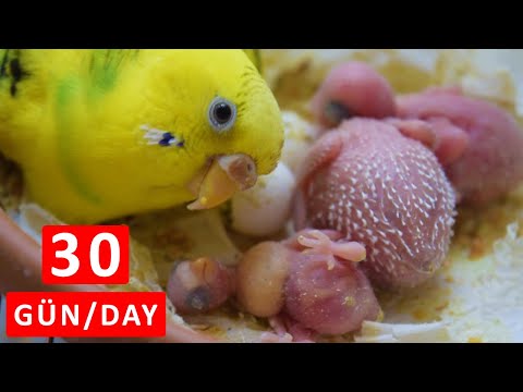 Yavru Muhabbet Kuşu 1 Aylık 30 Günlük Gelişim Süreci