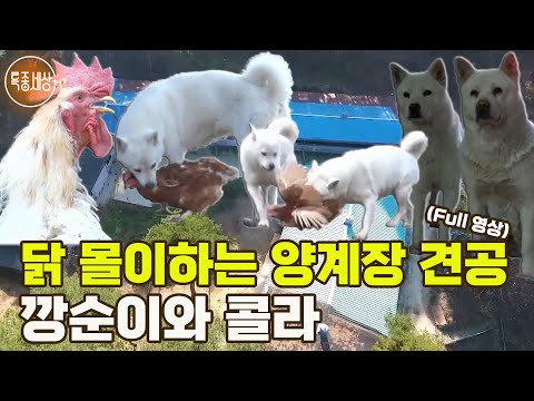 [특종세상] 9,000마리 닭을 키우는 양계장에서 닭 몰이하는 특급 견공 깡순이와 콜라 [Full영상]