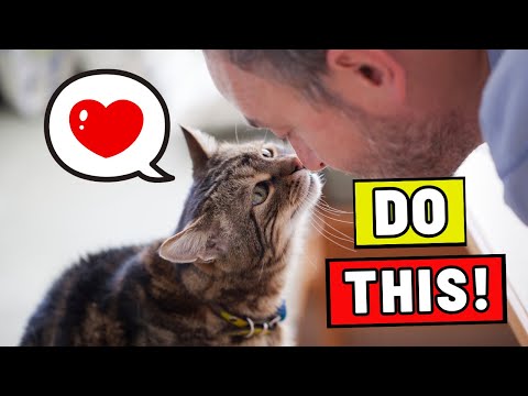 10 Ways to Tell Your Cat YOU LOVE THEM (in a Language THEY UNDERSTAND)