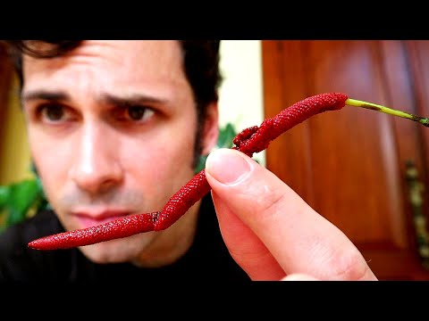VOLCANO PEPPER - I found rare red peppercorns growing on a volcano (Piper macropiper)