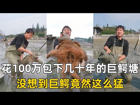 大表哥花100万包下养了几十年的巨鳄塘，没想到巨鳄竟然这么猛？｜花5000元包下离奇的甲鱼塘，没想到里面的货一个比一个大？