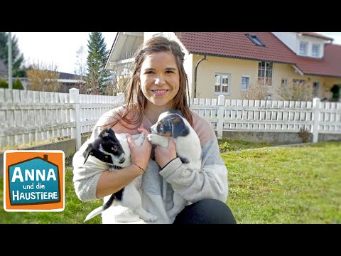 Jack Russell Terrier | Information für Kinder | Anna und die Haustiere