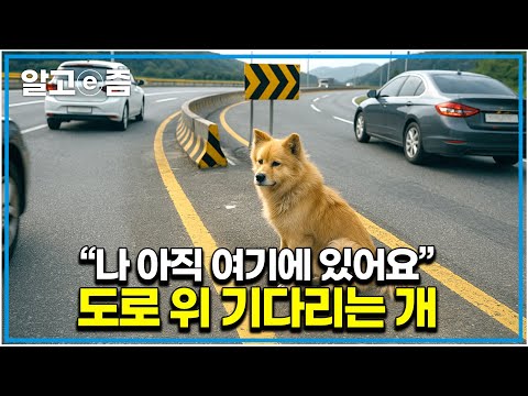 "다시 올 거야..." 2년째 오지 않는 주인을 하염없이 기다리는 도로 위 안타까운 개의 이야기｜세상에 나쁜 개는 없다｜알고e즘