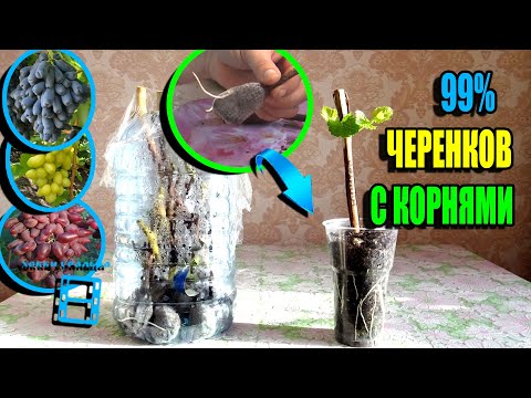 SUPER METHOD OF ROOTING GRAPE CUTTINGS - IN PEAT TABLETS. NORTHERN VINEYARD 23-9