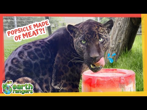 Rescued Jaguar Eats Popsicles Made of Meat?! | Earth Rangers