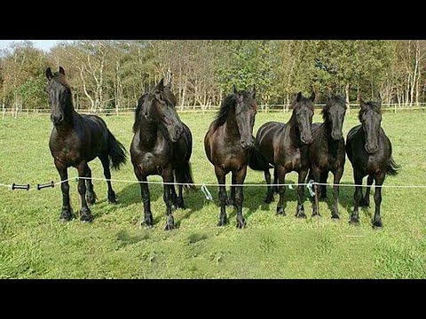 Best funniest horses of the week - Funny And Cute horses Video Compilation 2024 🐴2