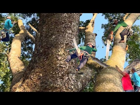 Cưa Cây Sà Cừ To,Tàn Um, Lên Nóc Nhà, Quá Khó, cưa Kỹ Thuật,320