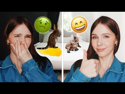 КОТ ПИСАЕТ НА КРОВАТЬ | ЧТО ДЕЛАТЬ? | РАЗБИРАЕМСЯ В ПРИЧИНАХ