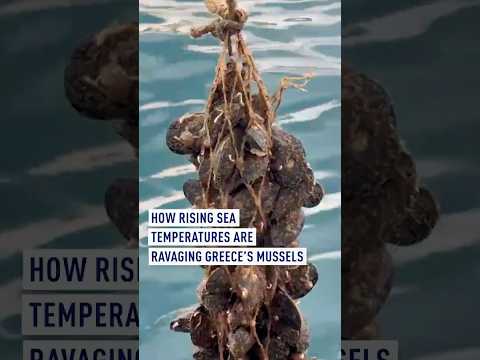 How rising sea temperatures are ravaging Greece’s mussels