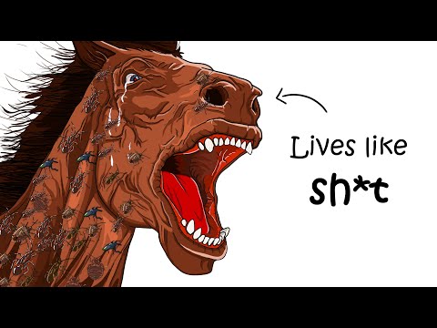 Why It Sucks to Be Born as a Wild Horse